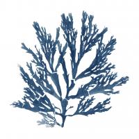 Pacific Sea Mosses Blue on White I #53764