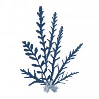 Pacific Sea Mosses Blue on White III #53892