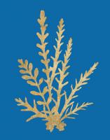 Pacific Sea Mosses III Blue #54250
