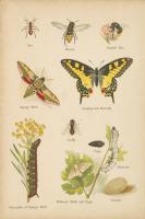 Natural History Book VI #54284