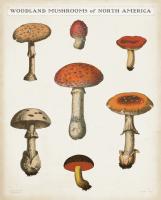 Mushroom Chart III Light #54721