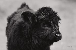 Scottish Highland Cattle XI BW #54955