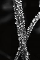 Water Droplets #55304