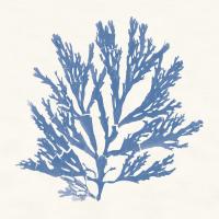Pacific Sea Mosses I Light Blue #55912