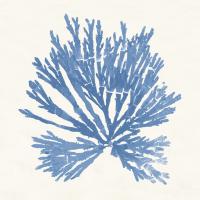 Pacific Sea Mosses II Light Blue #55913