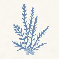 Pacific Sea Mosses III Light Blue #55914