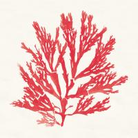 Pacific Sea Mosses I Red #55916