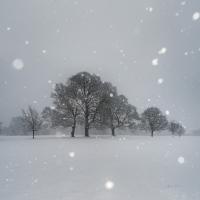 Trees in Snow #57673