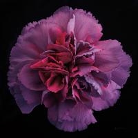 Floral Majesty IV #57680