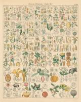 Flora Chart I #57995