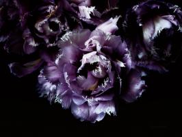 Purple Fringed Tulips II #58060