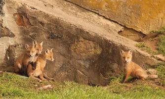 Fox Cubs I #58132