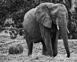 Mama and Baby Elephant I #58135
