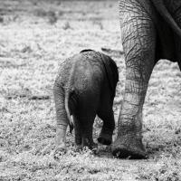 Mama and Baby Elephant II #58137