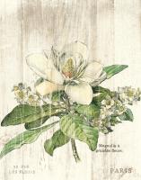 Magnolia de Printemps v2 #58317