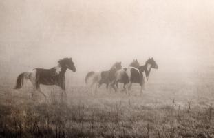Paint Horses on the Run #59412
