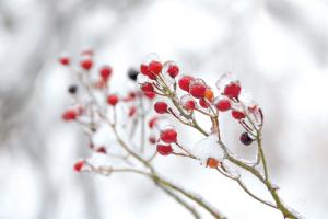 Winter Berries II #60543