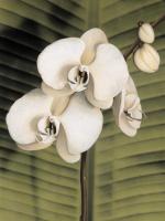 Orchid with Palm II #AT4761