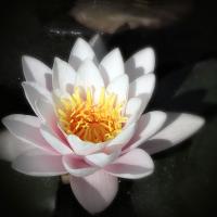 Waterlily #82422