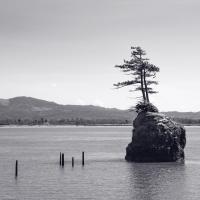 Trees on a Rock Island #89717 Trees on a Rock Island #89717