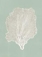 Sea Fan 1 #86281 Sea Fan 1 #86281