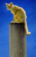 Pole Cat #72097