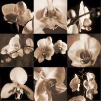 Orchid Bouquet #CKL4603