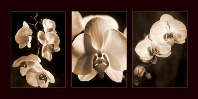 Orchid Trio #CKL4607