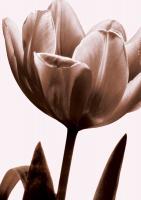 Tulip in Sepia I #CKL4610