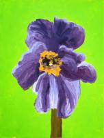 Purple Poppy #70003