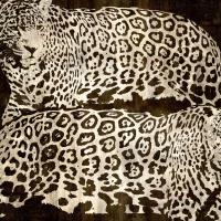 Leopards #DDS111229