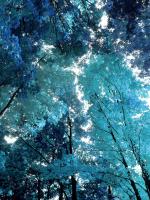 Blue Forest I #DST111765