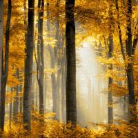 Sunlit Forest II #DST113313