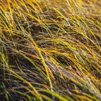 Grass Study 5 #86163