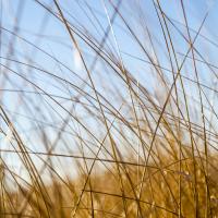 Grass Study 12 #86170