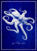 Octopus #87135