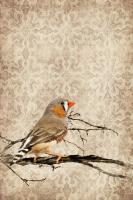 Zebra Finch #87150