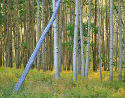 Aspen 2 #91584 Aspen 2 #91584