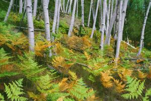 North Rim Aspens #91589