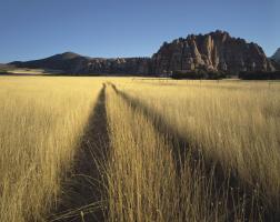 Zion Fields #91614 Zion Fields #91614