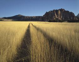 Zion Fields #91614