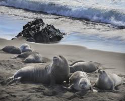 Elephant Seals, San Simeon #91619