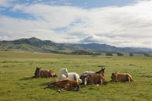 Resting Horses, San Simeon #91636
