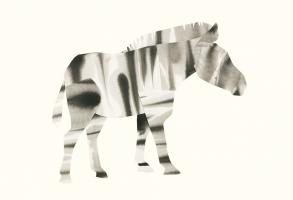 Zebra #98516 Zebra #98516