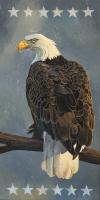 Bald Eagle #91431