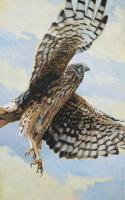 Northern Harrier #91433