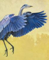 Great Blue Heron #91435