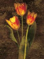 Three Tulips #IS4145