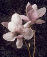 Pink Magnolias I #IS4619