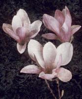 Pink Magnolias II #IS4620